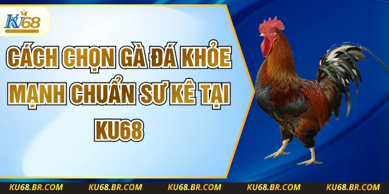 Cách Chọn Gà Đá Khỏe Mạnh Chuẩn Sư Kê Tại KU68