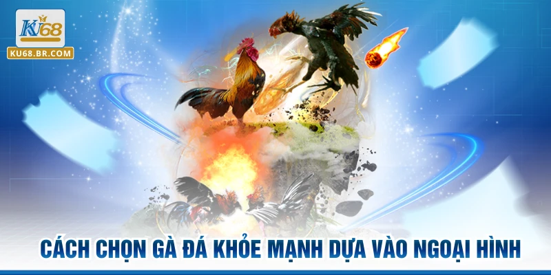 Cách chọn gà đá khỏe mạnh dựa vào ngoại hình