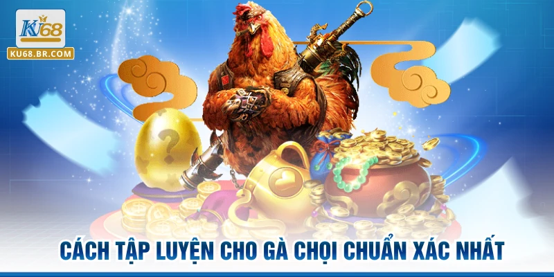 Cách tập luyện cho gà chọi chuẩn xác nhất