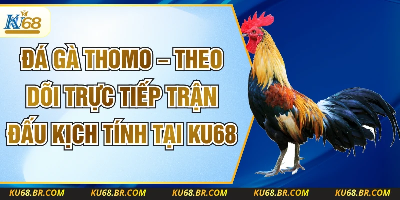 Đá Gà Thomo – Theo Dõi Trực Tiếp Trận Đấu Kịch Tính Tại Ku68