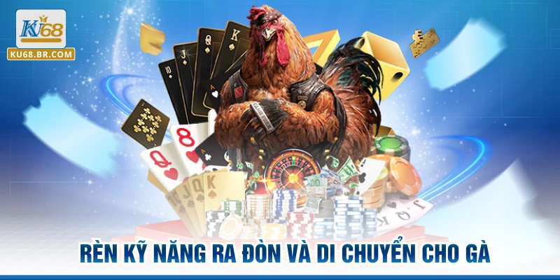 Rèn kỹ năng ra đòn và di chuyển cho gà