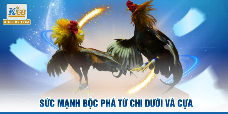 Sức mạnh bộc phá từ chi dưới và cựa