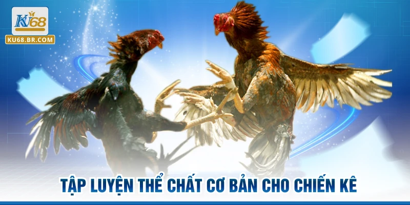 Tập luyện thể chất cơ bản cho chiến kê