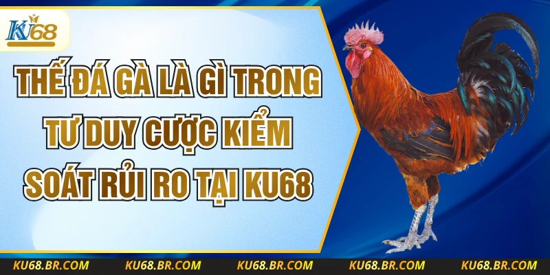Thế Đá Gà Là Gì Trong Tư Duy Cược Kiểm Soát Rủi Ro Tại KU68